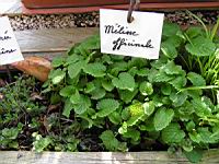 Melisse officinale - Parc de la Tete d'Or (53) (Photo F. Mrugala)